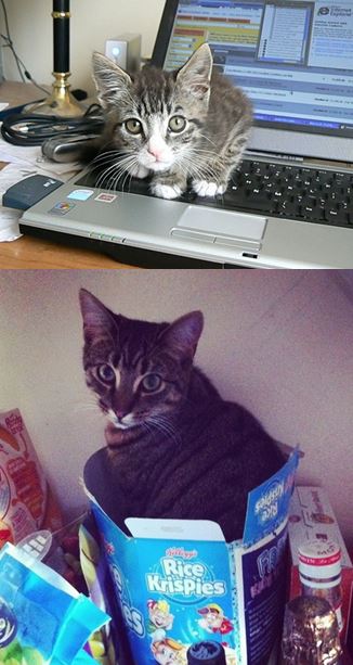 cats in strange places name tag wizard adopts strays